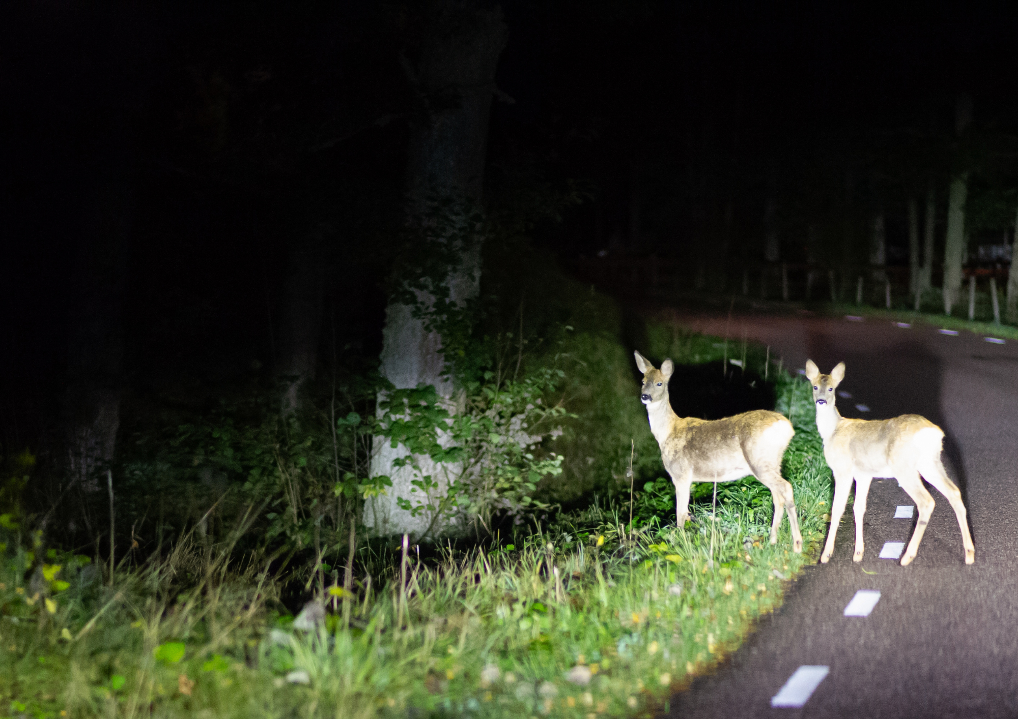 Skal vi montere en dyrefløjte på din bil?